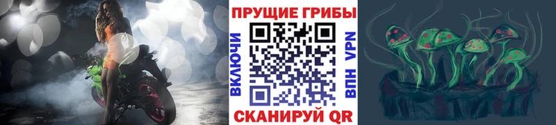 Псилоцибиновые грибы Cubensis  Никольское 